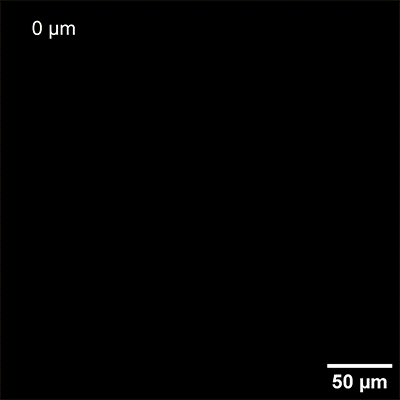 1S_838XX_ex_3d_volume_scan_400.gif