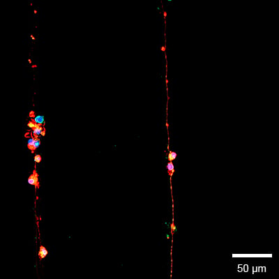 1S_838XX_ex_3d_volume_scan_400.gif